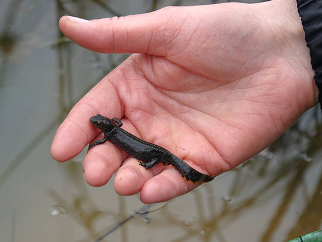 Photo d'une salamandre tenue en main par un guide nature