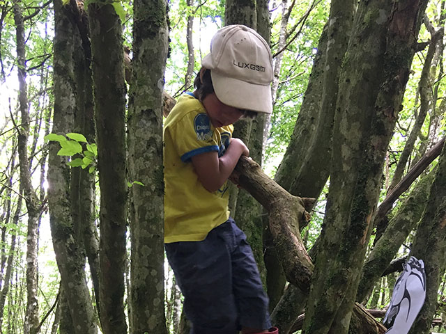 Photo d'un enfant grimpant dans un arbre pour représenter le stage d'été sur le thème des Robinsons